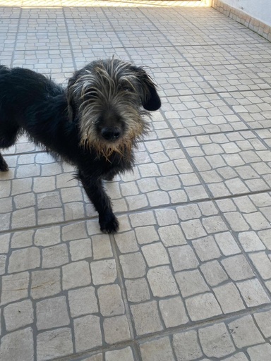 Teco | 620098203153343